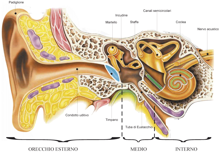 ANATOMIA DELL’ORECCHIO